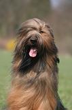 BRIARD 241